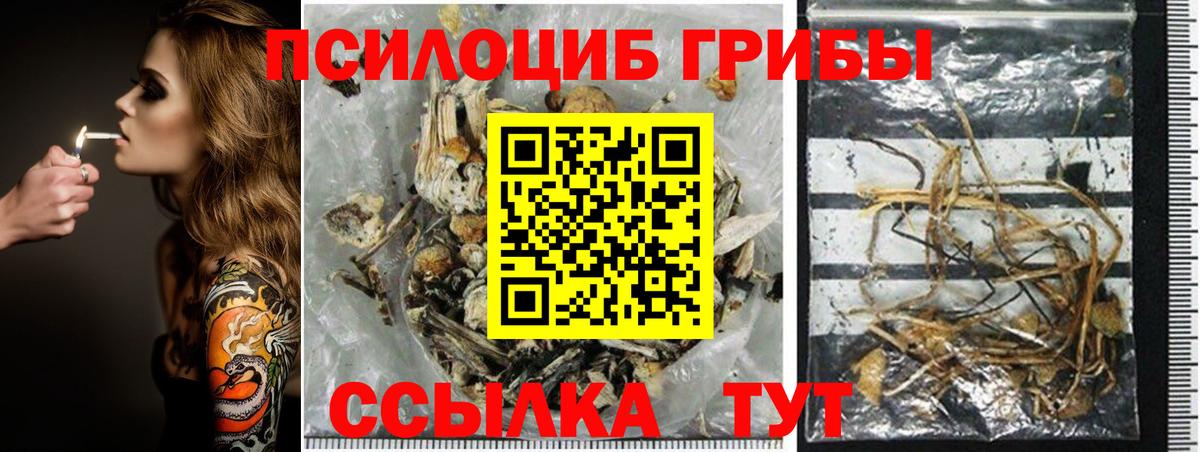Псилоцибиновые грибы Psilocybine cubensis Балабаново